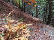 07 Felci colorate d'autunno nell'abetaia